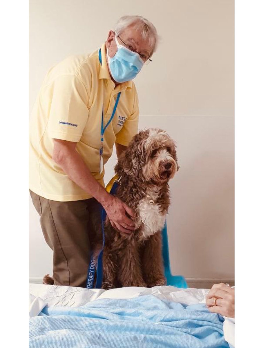 YogiBearBowen's tweet image. Having a ‘briefing’ with Mum &amp;amp; Dad before going onto the wards today, to make sure I know who to give cuddles to! 🐾🛏️ 🏥 

#PATdog #PetsAsTherapyUK #AustralianLabradoodle #FrimleyHealthFamily #PATVolunteers @PetsAsTherapyUK
