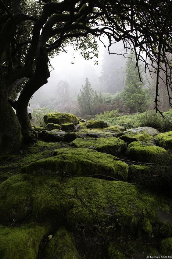 ArchitectureTud's tweet photo. Time spent amongst trees is never wasted time, Wistman's Wood, England 🏴󠁧󠁢󠁥󠁮󠁧󠁿 🇬🇧 https://t.co/gUYLWKNXys