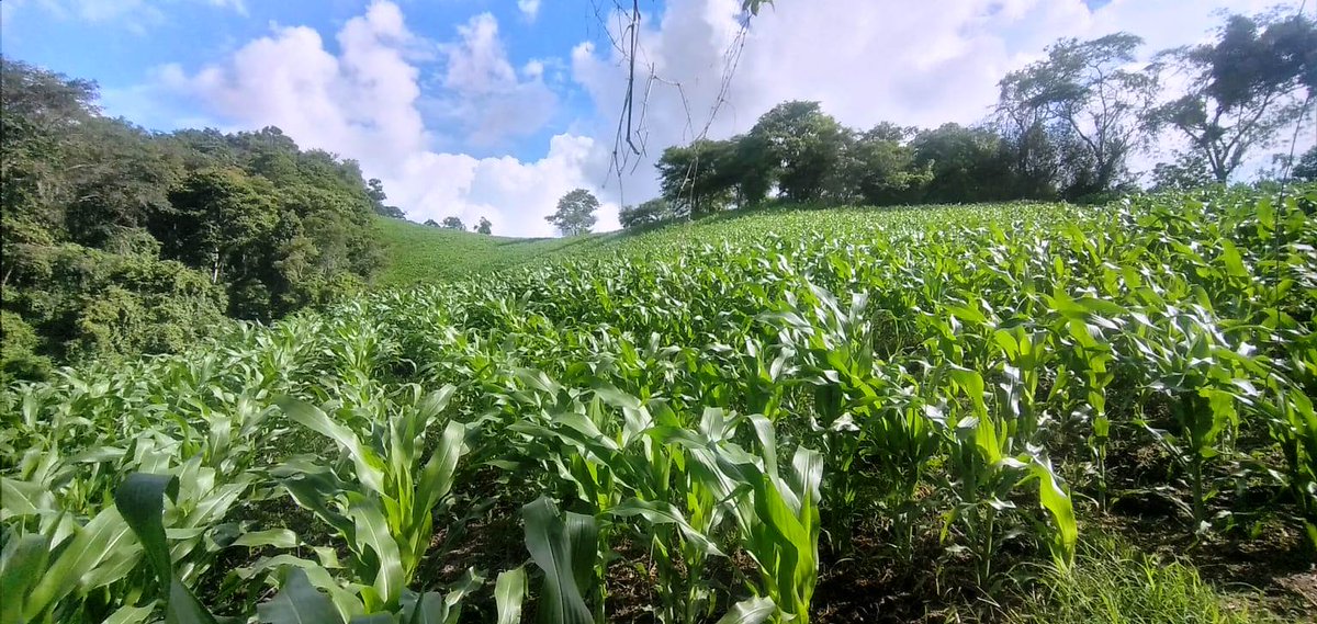 #Loja | Personal del Proyecto #PIATER brinda asistencia técnica en el manejo adecuado de plagas y enfermedades en el cultivo de maíz, en el cantón #Pindal 📍 el objetivo es lograr que el productor desarrolle buenos resultados en campo y potenciar sus conocimientos y habilidades.