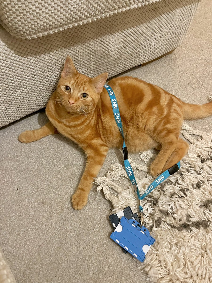 _katy__anne's tweet photo. Elton attempting to earn his keep during my CPD time at home this afternoon😻Looks like I’ve gained a new assistant🐾💬 #RCSLT https://t.co/LkCIf3IAck