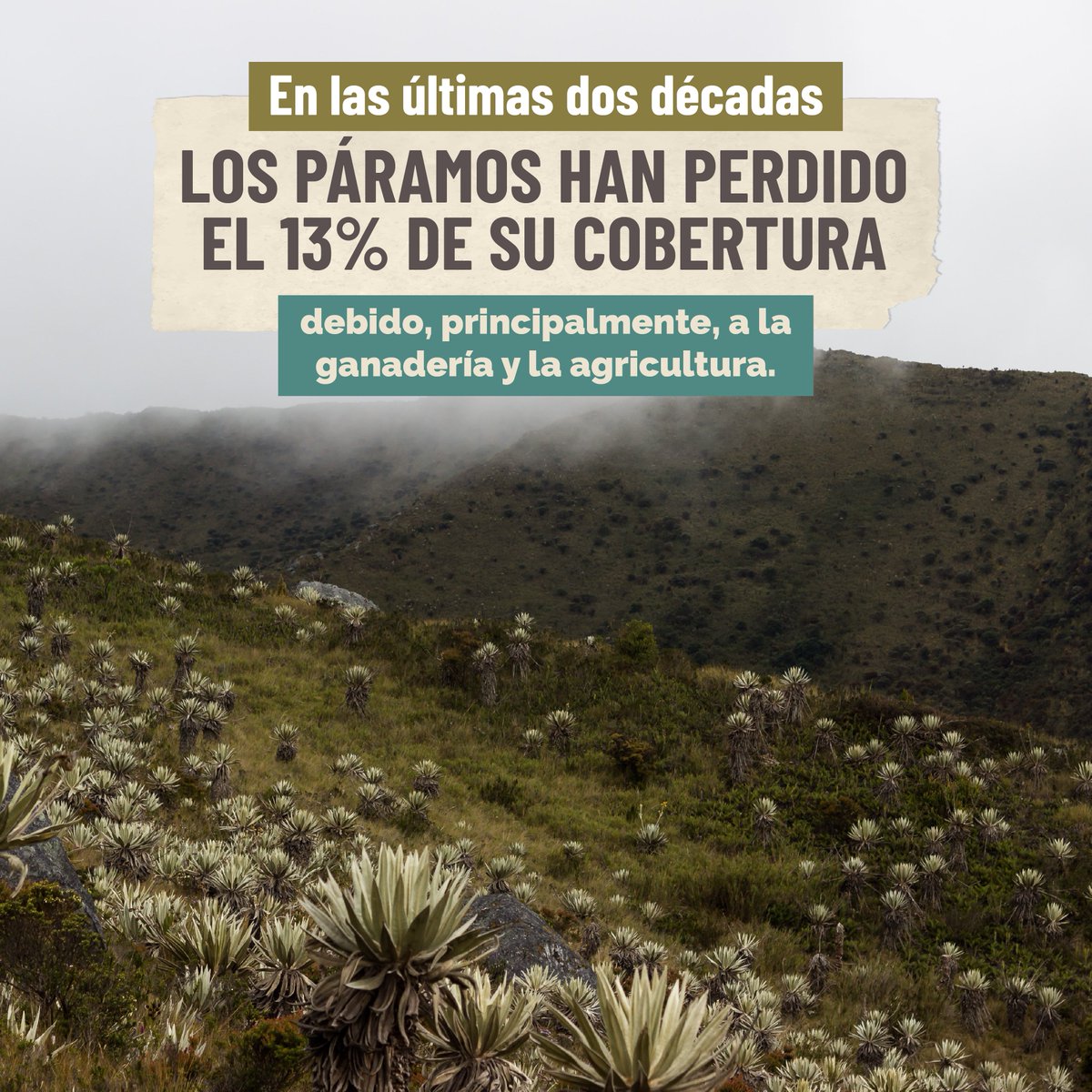 🌱¿Los páramos son fábricas de agua? Sí, ¿Son responsables del agua que consumimos en las ciudades andinas? 

Sí, pero no solo ellos. Estos ecosistemas actúan como esponjas, absorbiendo el agua que llega desde la Amazonía para abastecer a ciudades como Bogotá, Quito o Lima.💧