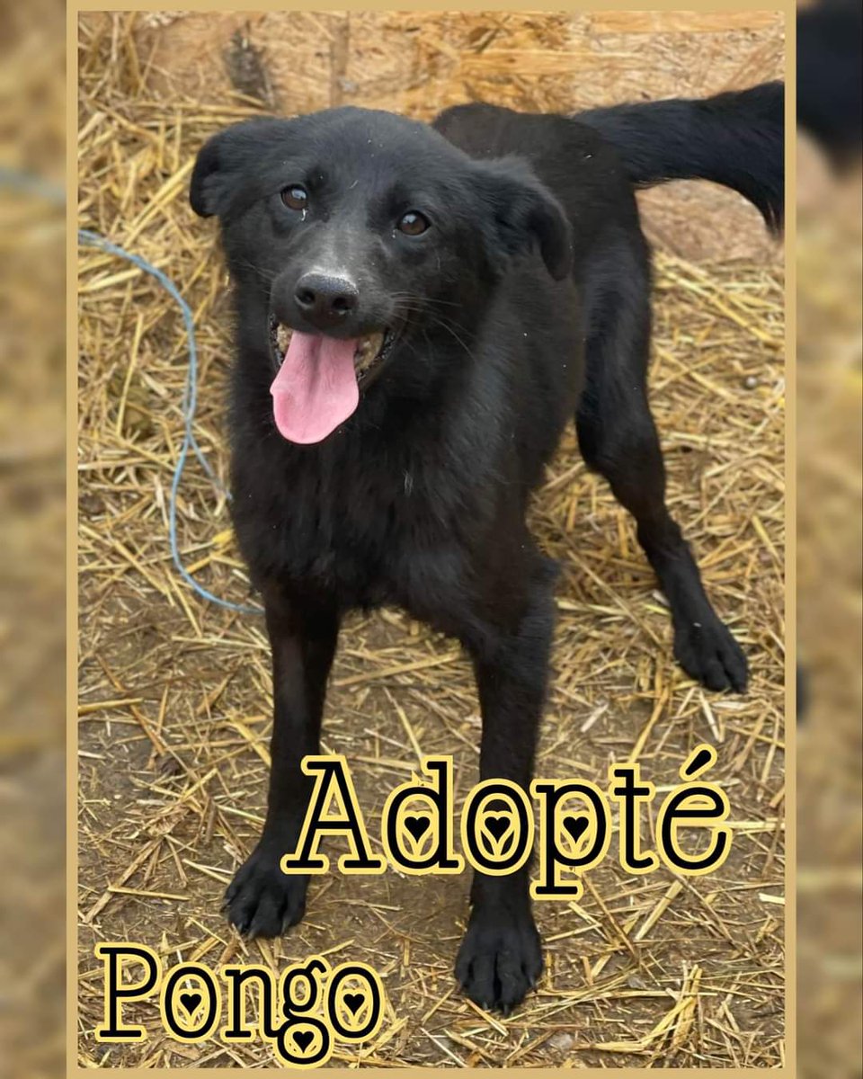 Ce n'est pas une mais 3 bonnes nouvelles que nous annonçons aujourd'hui ❤️🧡💛

Adagio 🐕, Pongo 🐕 et Jessy 🐕 sont adoptés 🥰

Ils prennent le camion jeudi 23 mars direction la France 🚛

Merci à tous  🙏💖