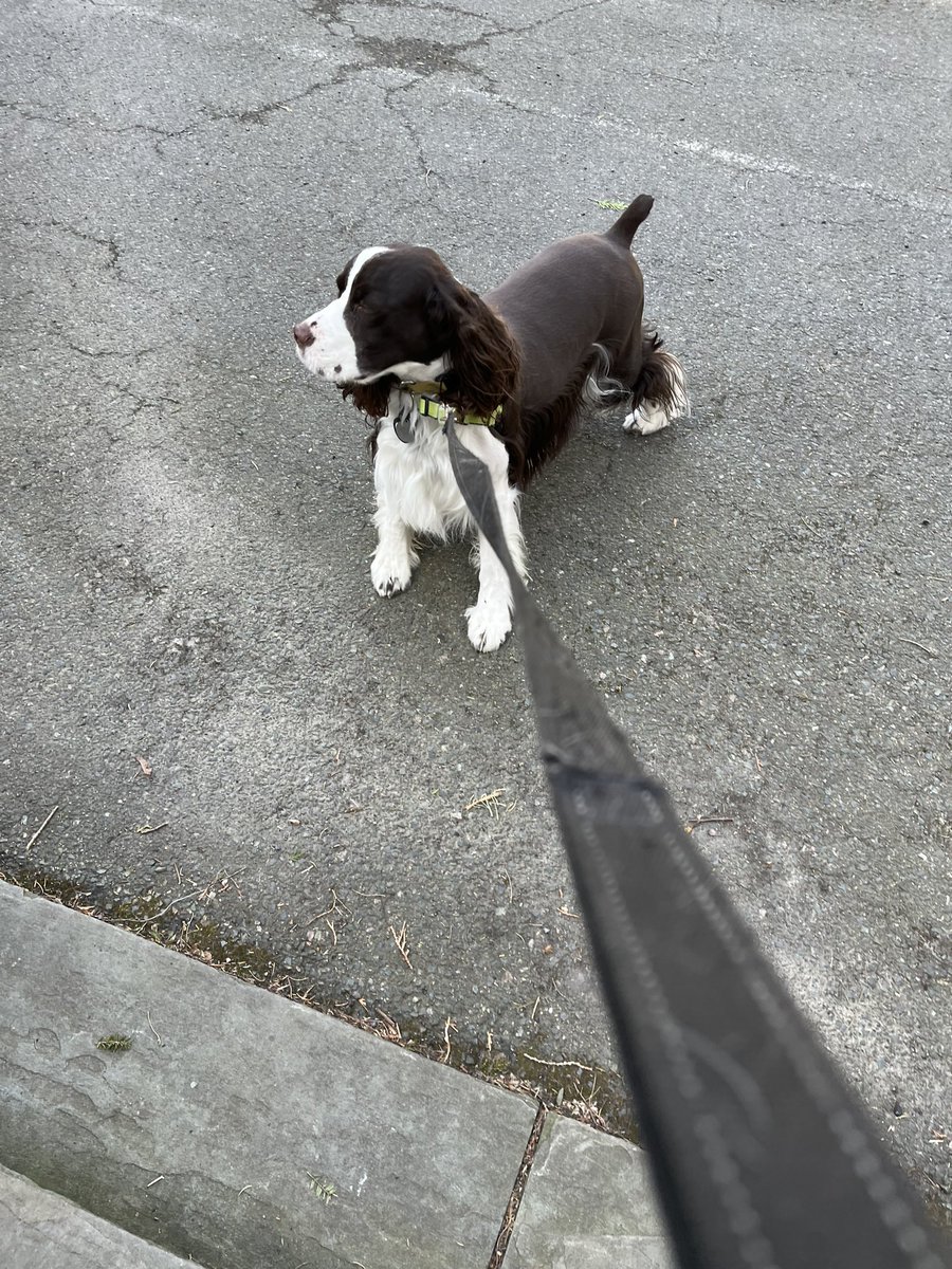 lquery's tweet image. Caption this for  my mom everyone! Hint: we are at the front door and there is full tension in my leash! Be kind with your captions. Outside is just my favorite ever! 🐾🙌🏻 Woof!! @iaindwelch #dogsoftwitter #dogtraining #Wednesdayvibe