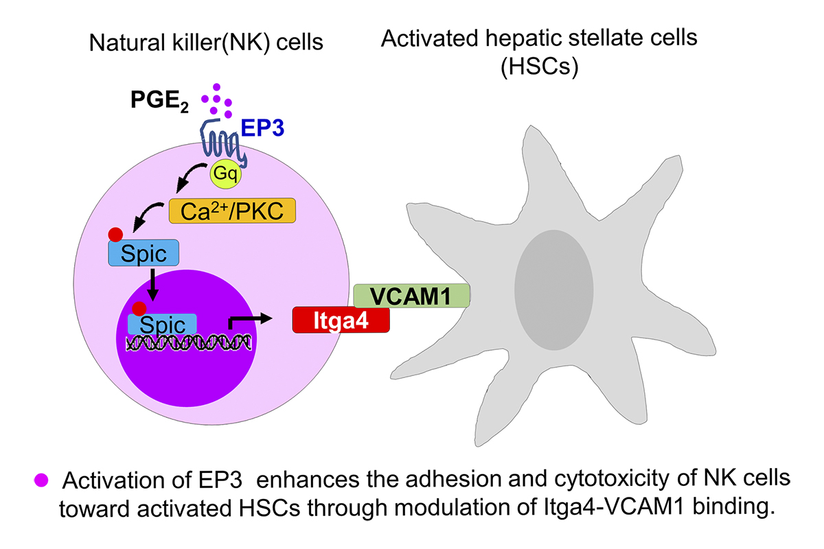JExpMed's tweet photo. EP3 enhances adhesion &amp; cytotoxicity of #NKcells toward hepatic stellate cells in a murine liver #fibrosis model, say Tao et al. https://t.co/Lf06XUUWfY

Part of our #Fibrosis Collection 2023: https://t.co/aGNLn2qwER

#KSFibrosis23 #KSNASH23 https://t.co/fKtThQptYp