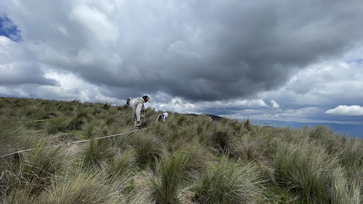 R_LinaresP's tweet photo. Quite the difference between shorter sward-forming #grasslands on the #drier western (right) vs taller grasses on the more #humid eastern slopes (left) of the #Andes. 2023 #grassland #monitoring in #Ayacucho & #Huancavelica #Peru. #Peru_BMAP #Biodiversity #pajonal #mountains ⛰️ https://t.co/9pKUFSTv3F
