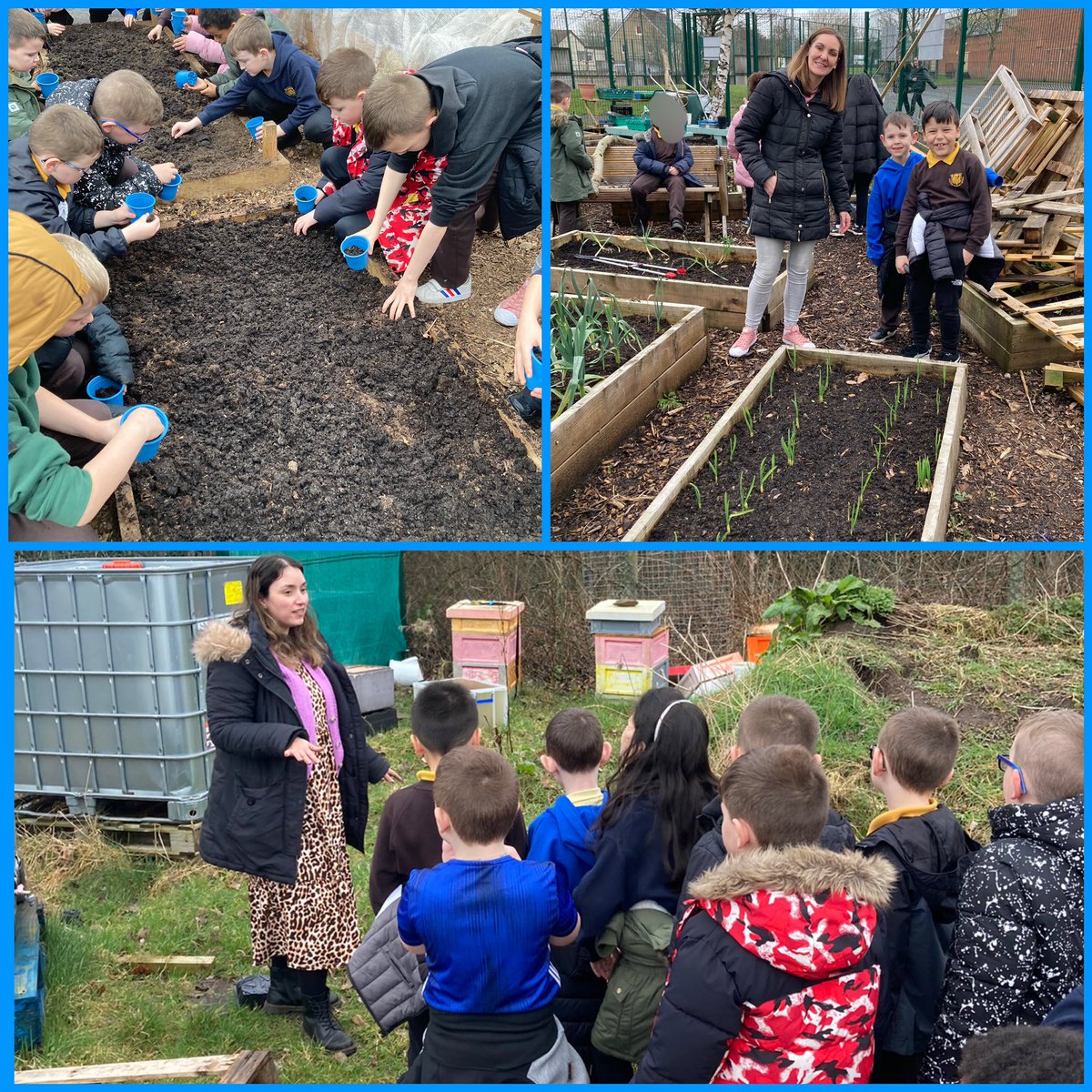 wintonprimary's tweet photo. P1-4 have been visiting @ArdAcademy garden in small groups as part of our STEM focus to see the beekeeping facilities and take part in some planting. Here are some p3/4s enjoying their visit last Friday 🌱🐝 https://t.co/I9w55G3IrM