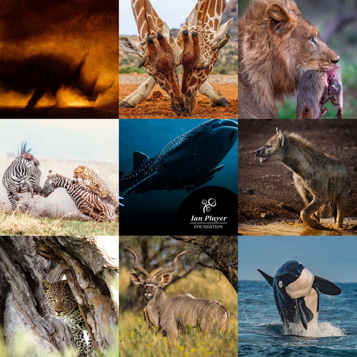 IanPlayerFdn's tweet image. The Ian Player Foundation #ianplayer #wild #wilderness #wildlife #ocean #forest #water #climate #conservation