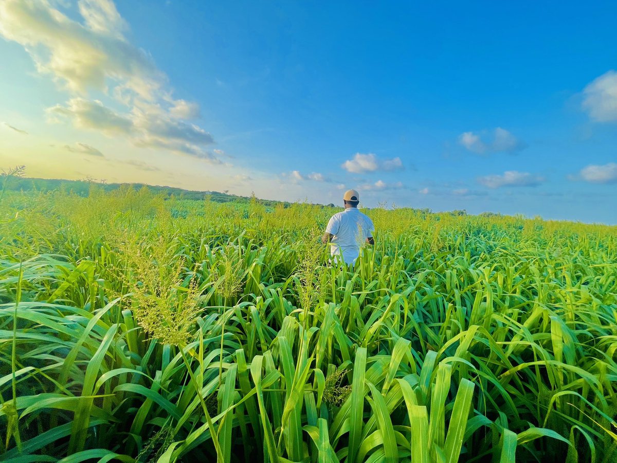 musse408's tweet photo. Success 🇸🇴

In early March 2022 I cultivation 10 hectares of grass, I invest a total cost of $6,000 and now in March 2023 I have made $40,000 in income with in one year . https://t.co/vnd3FMiYpV