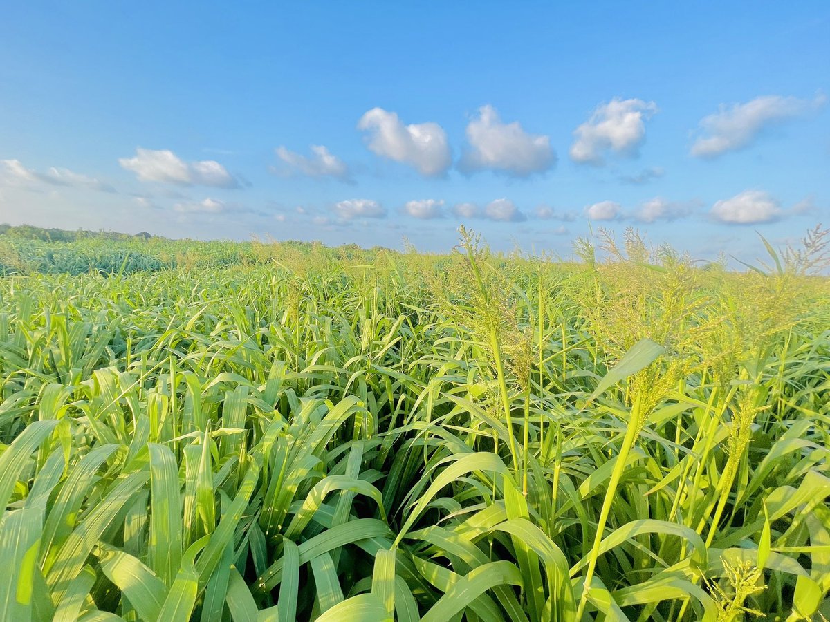 musse408's tweet photo. Success 🇸🇴

In early March 2022 I cultivation 10 hectares of grass, I invest a total cost of $6,000 and now in March 2023 I have made $40,000 in income with in one year . https://t.co/vnd3FMiYpV