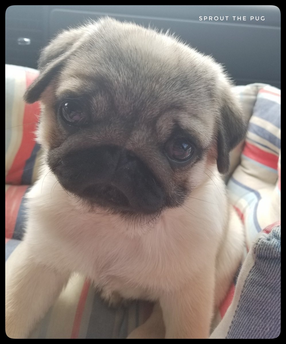 Sprout here! 

Here's the big announcement!! 

🎉🎉We got a little sister!  Meet Pickle! 🎉🎉

#littlesister #puglife #pug #pugpuppy #puppy