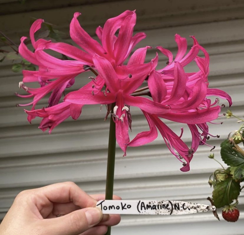 GreatAgapanthus's tweet photo. This absolute beauty is called #Amarine ‘Tomoko’. Deep pink flowers with the contrast of dark stems looks amazing in the garden. Grows well in containers or planted in the garden. Bulbs available on our website for immediate dispatch https://t.co/BNarVKk6FT https://t.co/jYHrqbZ88l