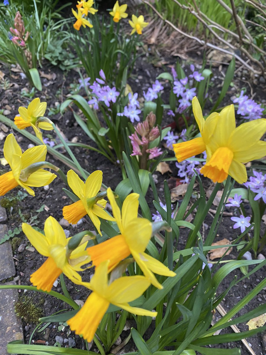 A bit delayed this year because of the ❄️… but front of the house now officially all spring-y 🤩

#GardeningTwitter #gardnershour