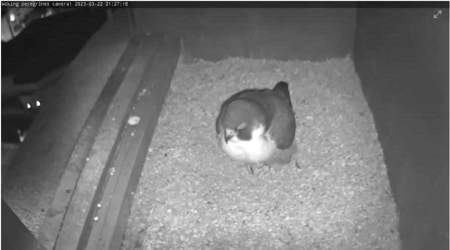 analysenow's tweet photo. Does this mean an egg was laid? 🥚🪺 
@james_sellen @wokingperegrine https://t.co/LwM1kY5kbh