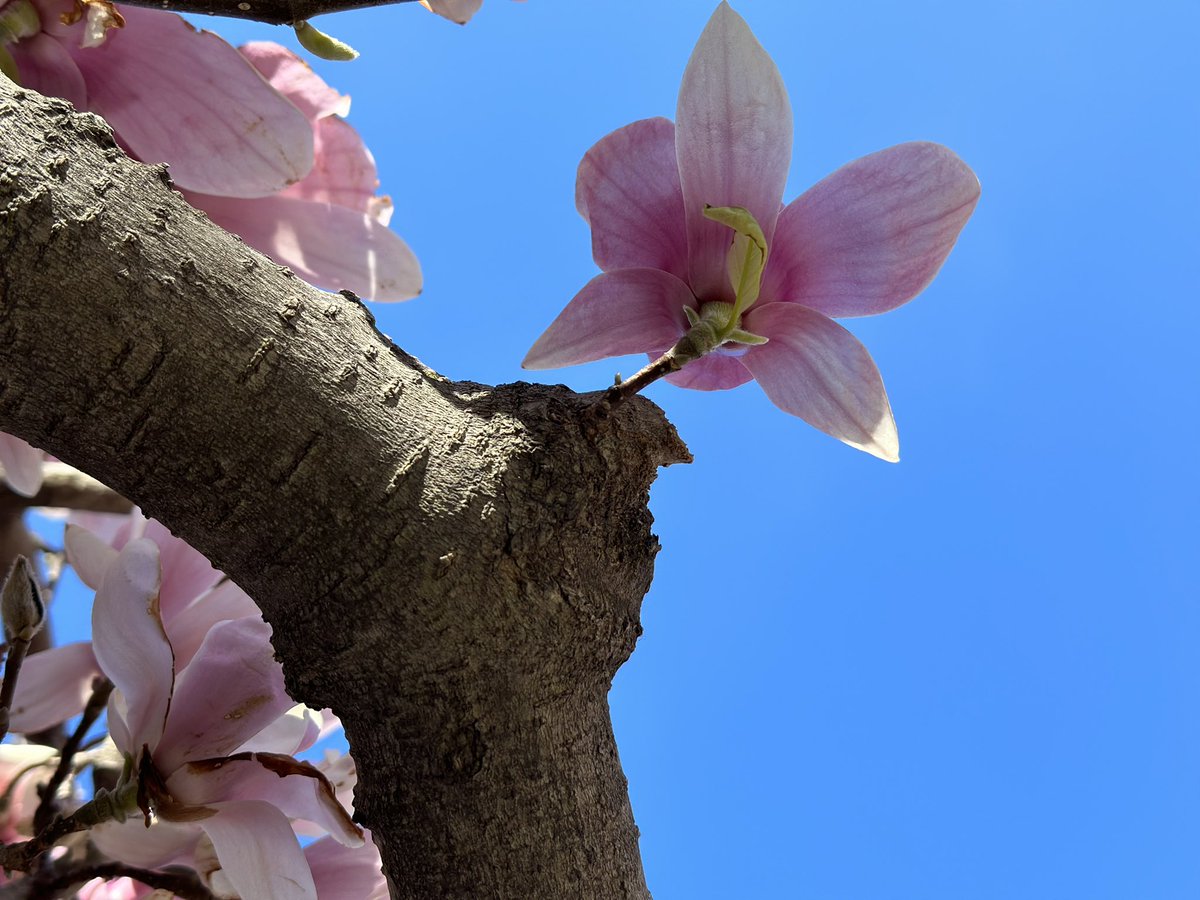 anu2000m's tweet image. Hang in there! Halfway to weekend 🍀

#HappyHumpDay #PowerThrough #Courage #GoodVibesOnly #Spring