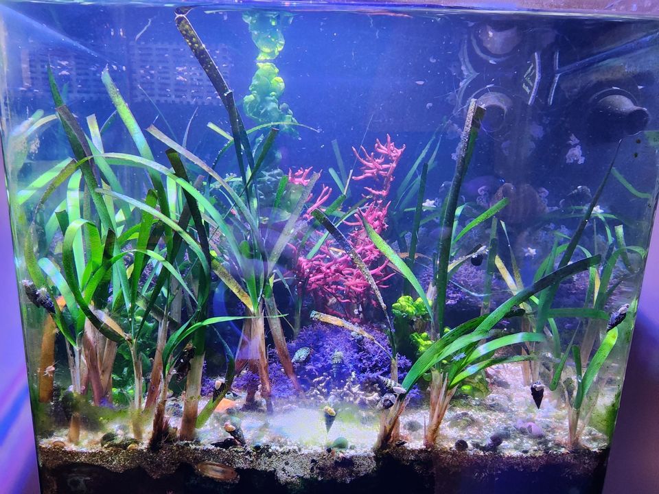 AlgaeBarn's tweet photo. Ron has been in the saltwater hobby for 50 years and an AlgaeBarn customer for over 6 years!

"Couldn't do it without the pods, macroalgae and OceanMagic."  - Ronald

If you would like to highlight your aquarium with AlgaeBarn please submit your media:
https://t.co/ZSyKAtRceB https://t.co/mWk9WMzhEP