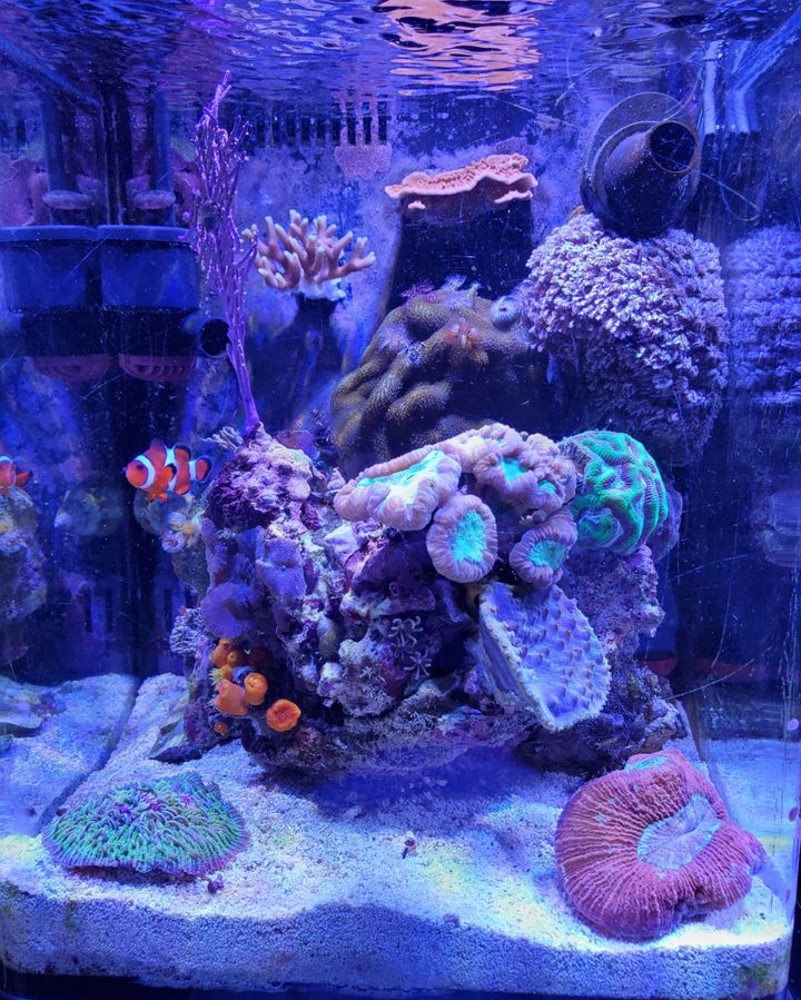 AlgaeBarn's tweet photo. Ron has been in the saltwater hobby for 50 years and an AlgaeBarn customer for over 6 years!

"Couldn't do it without the pods, macroalgae and OceanMagic."  - Ronald

If you would like to highlight your aquarium with AlgaeBarn please submit your media:
https://t.co/ZSyKAtRceB https://t.co/mWk9WMzhEP