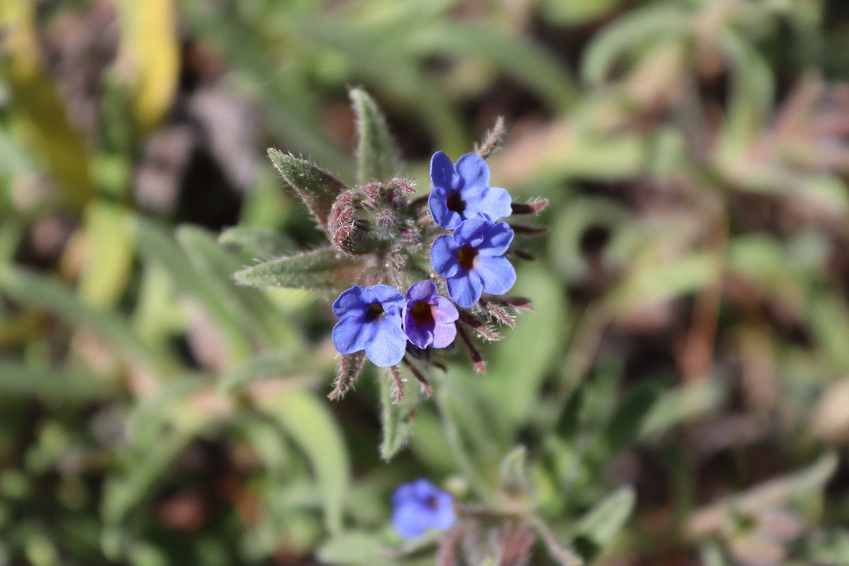pablovera_g's tweet photo. La primavera comienza a explota en las dunas fijas y en los claros del bosque litoral de @DevesaAlbufera, unos de sus hábitats de mayor valor ambiental.
Poco a poco estos ambientes se cubrirán con un variado mosaico de flores de todos los colores https://t.co/ckPKAvd7E5