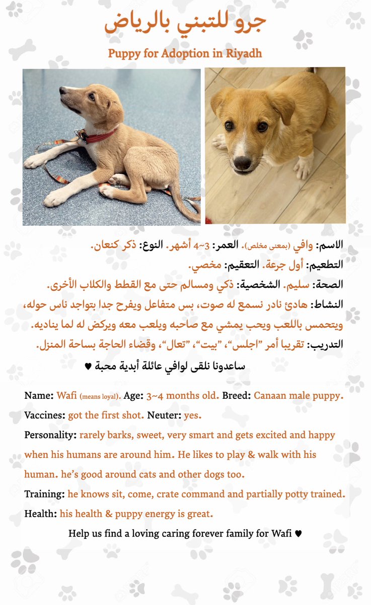 هند. (@hindabdulrahman) on Twitter photo جرو لطيف جدًا متاح للتبني بالرياض 🐶🤍
Sweet puppy is up for adoption in Riyadh
استمارة التبني Adoption form ⬇️
forms.gle/gbWp9DWiGHmGqX…
🙏🏻🔁
#تبنى_لاتشتري <a href="/RiyadhCats/">RiyadhCats</a> <a href="/smaljohani/">سعيد ابو نوره</a> <a href="/RiyadhShelter/">Riyadh Shelter</a> @AdPetClinic <a href="/PawsAndClawsKSA/">Paws and Claws Specialist Veterinary Clinic</a> <a href="/AbdullahFarahat/">عبدالله</a> <a href="/OpenPaws/">Open Paws</a> <a href="/RafahVoluntary/">Rafah Group | رأفة التطوعية</a> <a href="/Rahmah_ksa/">جمعية رحمة للرفق بالحيوان</a> جرو لطيف جدًا متاح للتبني بالرياض 🐶🤍
Sweet puppy is up for adoption in Riyadh
استمارة التبني Adoption form ⬇️
forms.gle/gbWp9DWiGHmGqX…
🙏🏻🔁
#تبنى_لاتشتري <a href="/RiyadhCats/">RiyadhCats</a> <a href="/smaljohani/">سعيد ابو نوره</a> <a href="/RiyadhShelter/">Riyadh Shelter</a> @AdPetClinic <a href="/PawsAndClawsKSA/">Paws and Claws Specialist Veterinary Clinic</a> <a href="/AbdullahFarahat/">عبدالله</a> <a href="/OpenPaws/">Open Paws</a> <a href="/RafahVoluntary/">Rafah Group | رأفة التطوعية</a> <a href="/Rahmah_ksa/">جمعية رحمة للرفق بالحيوان</a>