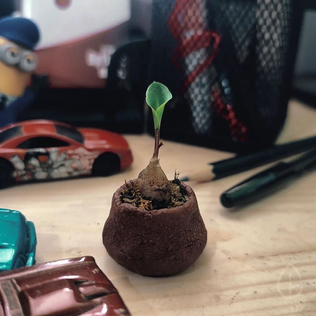 grinkana's tweet photo. Mini Drimiopsis in frame! 
Available Now!!! 
. 
#bonsai #mame #drimiopsismaculata #littleplants #miniplants #indoorplants #souvenir #gift #bonsaiart #bonsailovers https://t.co/n1Mr2DuLRW