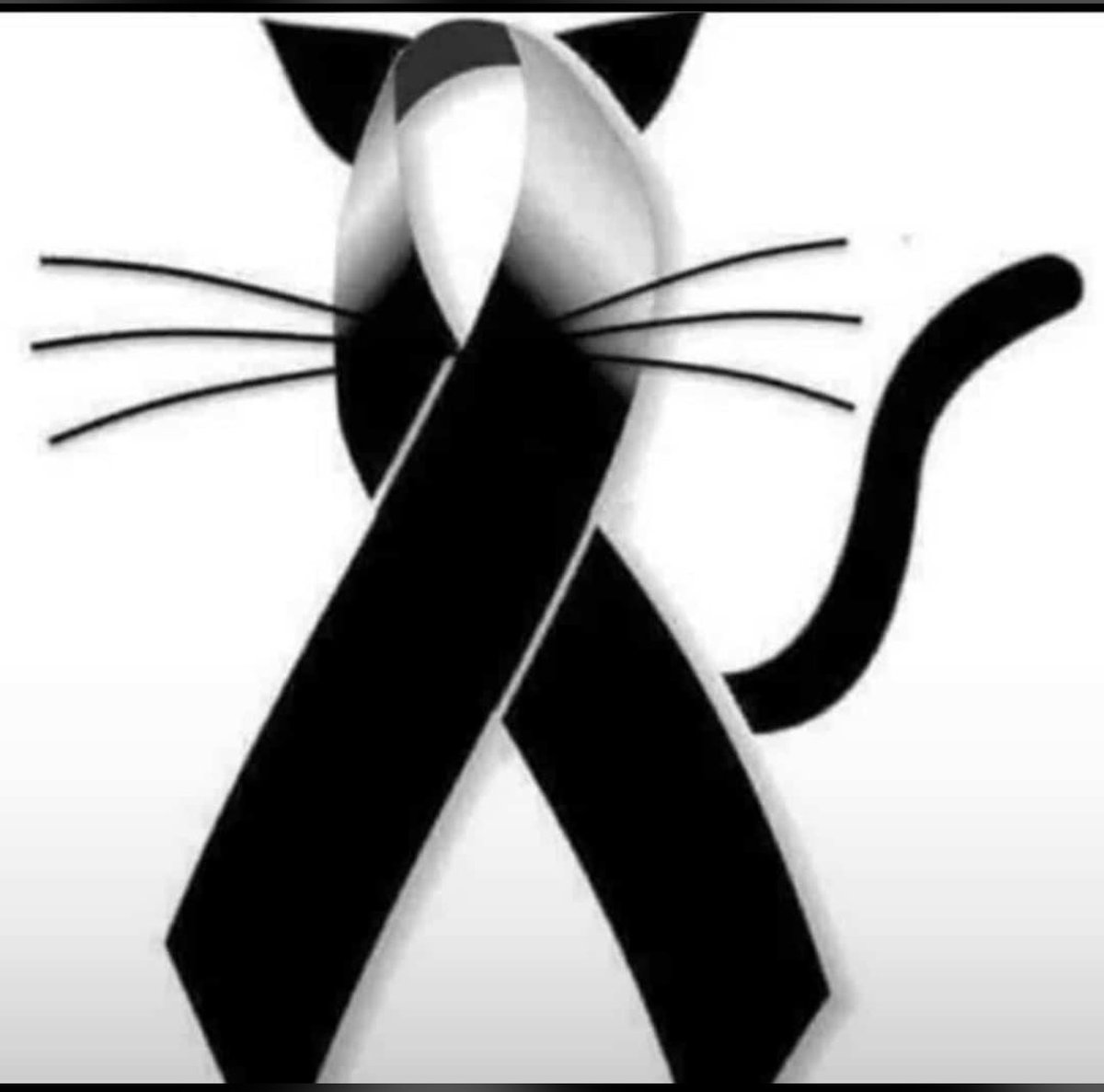 AlexaRochi__'s tweet photo. Con lo que le hicieron a los michis en Santa Marta, solo puedo decir que está humanidad es un puto asco. 

😭 https://t.co/kJZJATMYaM
