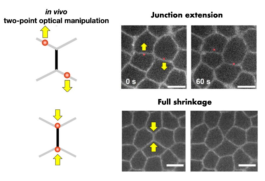 Lenne Lab (@equipe_lenne) on Twitter photo How do cell-cell contacts remodel in vivo? Together with the team of JF Rupprecht <a href="/JFRupprecht_OM/">JF Rupprecht - OM team</a>, we address this question here: doi.org/10.1073/pnas.2… How do cell-cell contacts remodel in vivo? Together with the team of JF Rupprecht <a href="/JFRupprecht_OM/">JF Rupprecht - OM team</a>, we address this question here: doi.org/10.1073/pnas.2…
