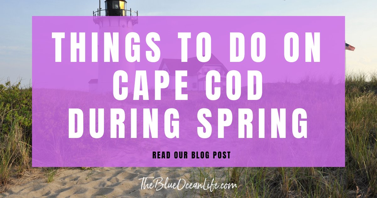 blueoceanlifeco's tweet image. Fun Things To Do On Cape Cod During Spring ow.ly/7cip50Nprrh #springbreak #capecod #wickedcapecod #bostontravel