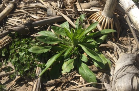 Burndown applications before planting provide an opportunity to manage winter annuals before they become more difficult to control.  Read more considerations for spring burndown applications. bit.ly/burndownapp