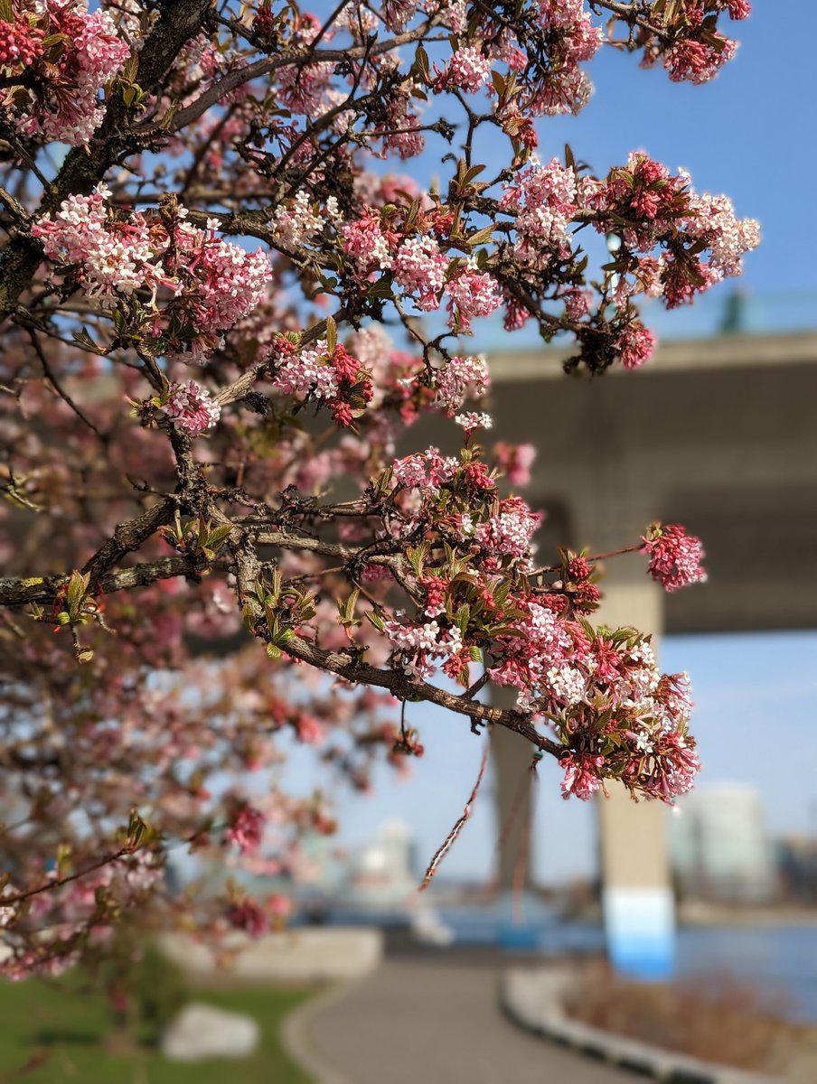 andaregueando's tweet photo. Llegó la #primavera a #Vancouver https://t.co/zWsx1VwsH6