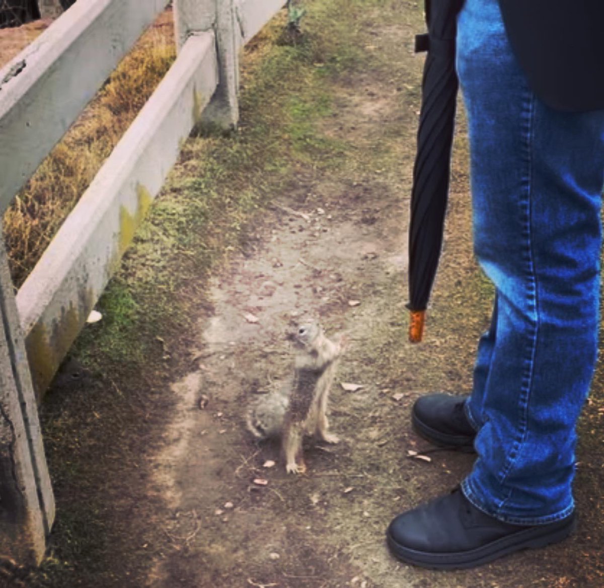 When all the humans have disappeared and you are left alone on the planet at least you will have the squirrels. ❤️ 🐿️ 🥜 🌳 🏝️