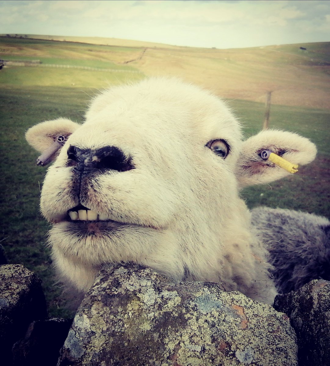 If Dotty doesn't make you smile, I don't know what else will...
#herdwicks #sheep #hillfarm #hillfarm #peakdistrict #Staffordshiremoorlands
