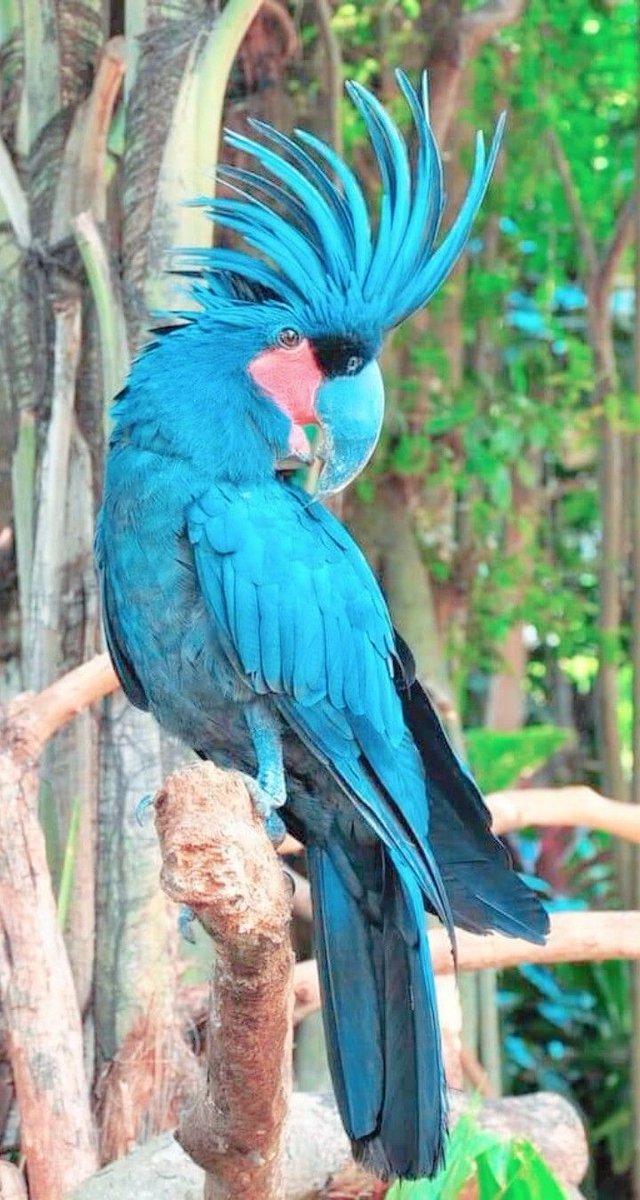 annamariakuch's tweet photo. @JoanneJ96366976 Thank you Joanne😊 amazing  picture with beautiful colourful birds  😍✨ https://t.co/GvG1JafbW6