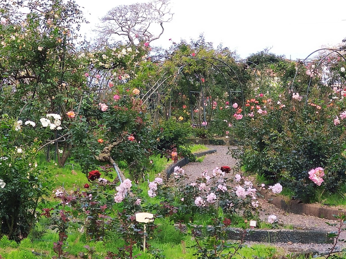 MadeiraOcean's tweet image. The promise of last year's  April snapshot in Arco de Sao Jorge's  Roseiral. #Madeira

ocean-retreat.com/regions-of-mad…