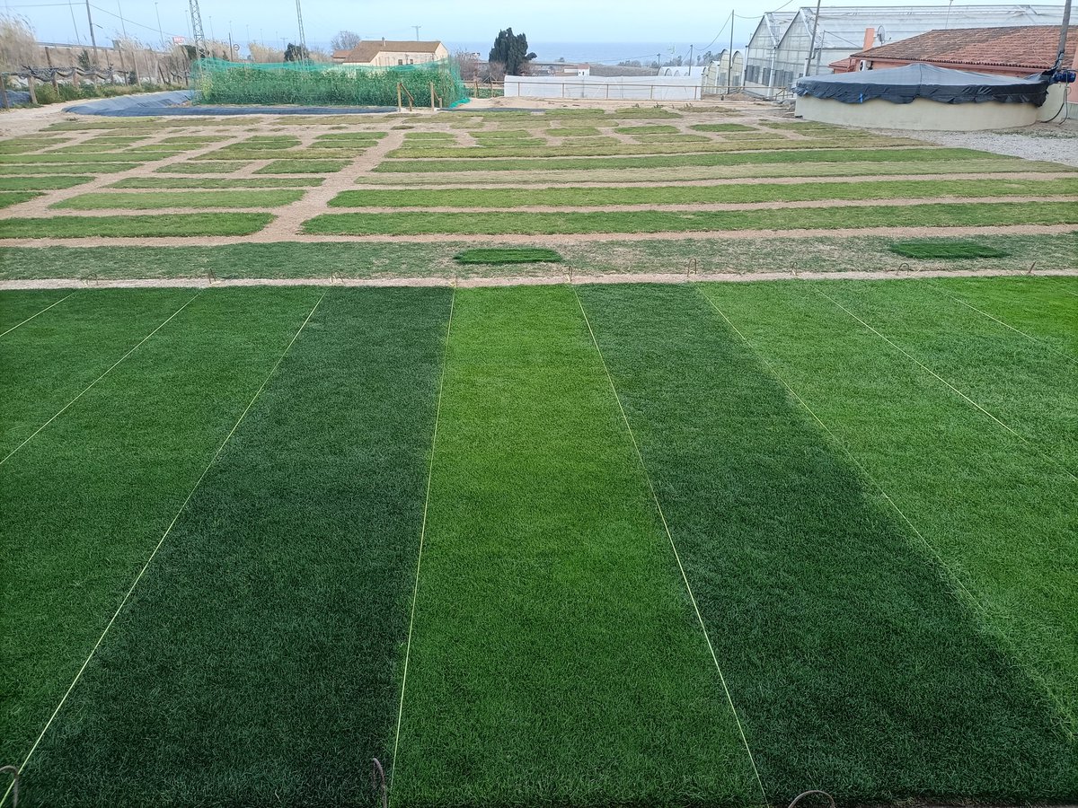 josepcirera's tweet photo. Magnífica visita a @SemillasFitoTG por parte de los greenkeepers de Galicia con el grupo @SanjurjoFero.
Gracias por la vuestro tiempo.
#Ensayosdecésped
#CentrologísticodeBarbens
#Laboratoriodebiotecnología 
#Césped
#Golf https://t.co/hp6xK1GCgZ
