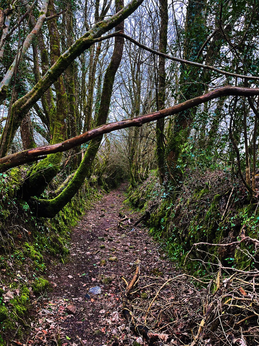 HelenStamp's tweet photo. Dartmoor walking
#dartmoor #countrywalking #woodland #gooutside #MidWeek #walk #naturelover #NaturePhotography https://t.co/SeHjVY6AZL