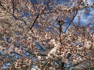 Wonderful "overheard in DC" moment, joining  tourists flocking to the cherry blossoms. 

Two kids, seeing birds in the Tidal Basin:  what're those? what're those?

World-weary grandad: If we'd paid attention at the Smithsonian this morning, y'all would be able to tell me.