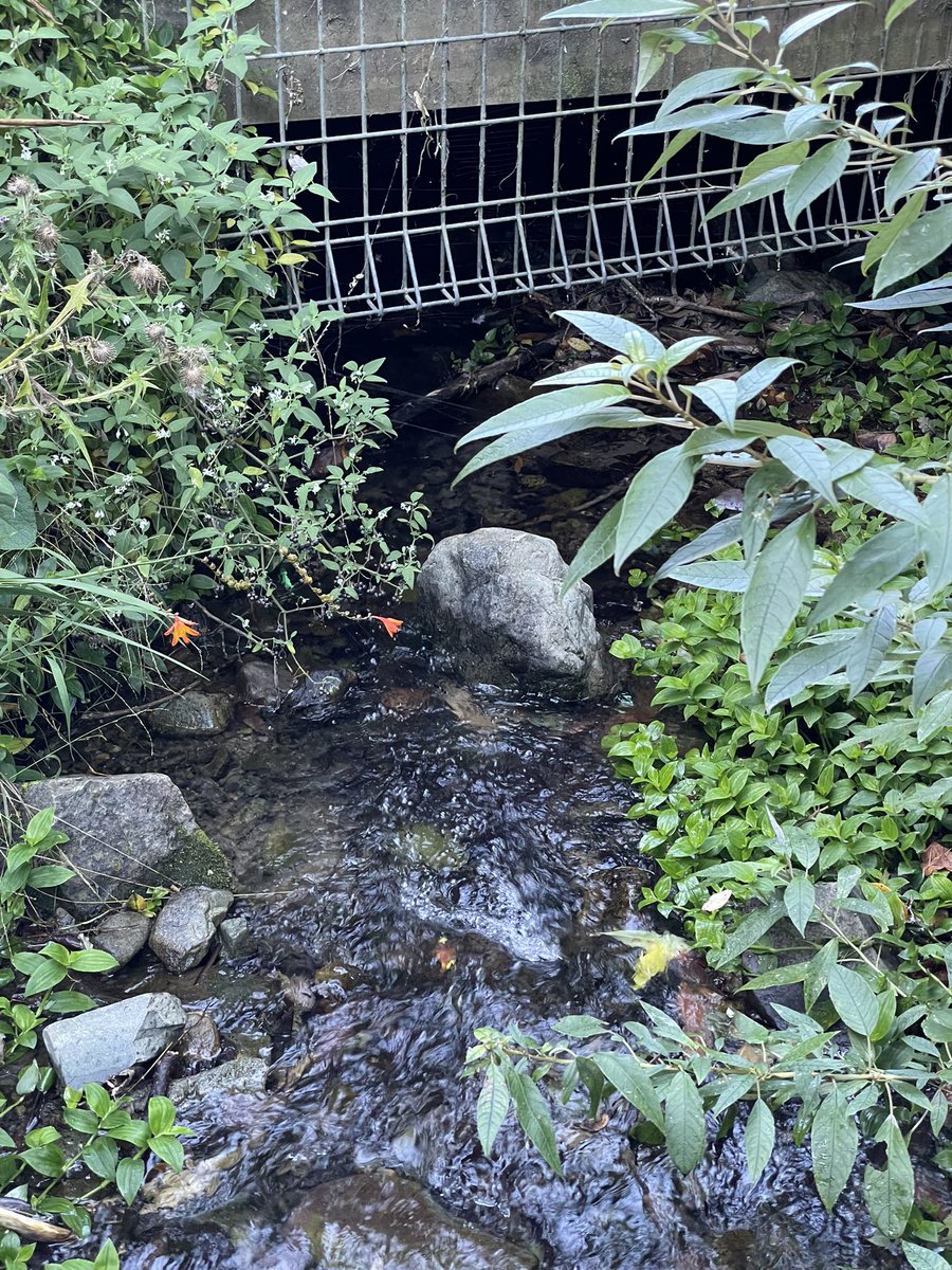 LaurieFleming's tweet photo. @RateMyCulvert Culvert under the Khandallah Swimming Pool https://t.co/jaEhKSGPgl