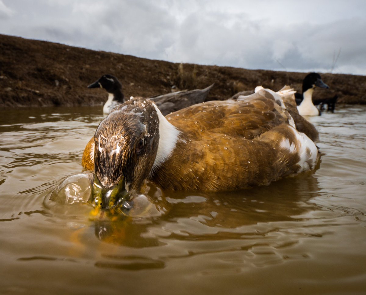 DuckFoodBot's tweet photo. what sound is the duck making?

(retweet to send noms https://t.co/bCx4zPeNUf) https://t.co/j0iYbsaYkq