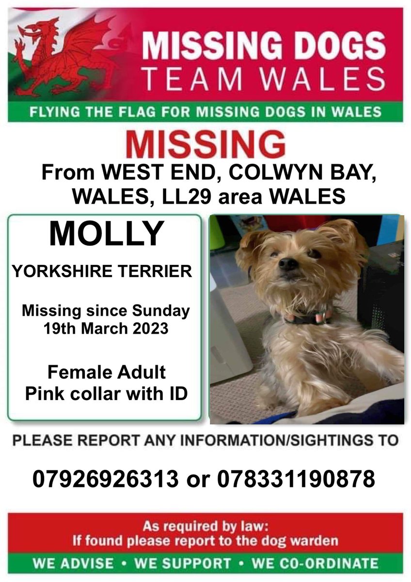 ‼️MOLLY IS MISSING FROM #WESTEND #COLWYNBAY AREA #LL29 #WALES 
Since Sunday 19th March 

‼️MOLLY WAS SEEN ON THE A55 THAT DAY VERY CLOSE TO HER HOME  
#YorkshireTerrier and had on a Pink collar with contact number on it..
If seen please don't chase her call numbers on poster