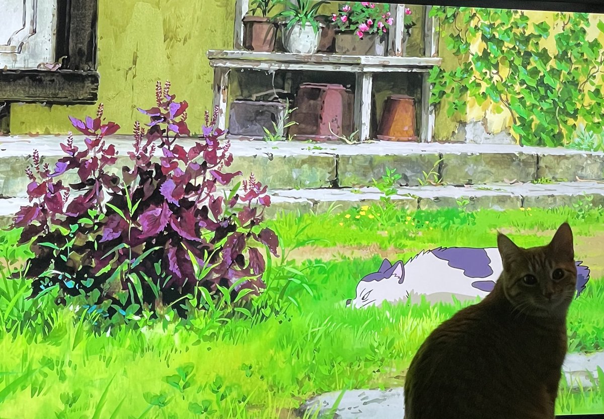 Watching the Studio Ghibli movie The Secret World of Arrietty for the PLANTS 🌱 

A (VERY PRETTY) thread:
