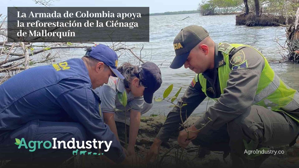 AgroIndustryMag's tweet photo. Con la finalidad de contribuir a la #reforestación y #descontaminación de los manglares de la Ciénaga de #Mallorquín,  Armada Nacional De Colombia con el apoyo de Barranquilla Verde, la Institución Educativa Inocencio 
https://t.co/siRaHtmStQ
#AgroIndustry  #Campo #MedioAmbiente https://t.co/iXOCx14dWR