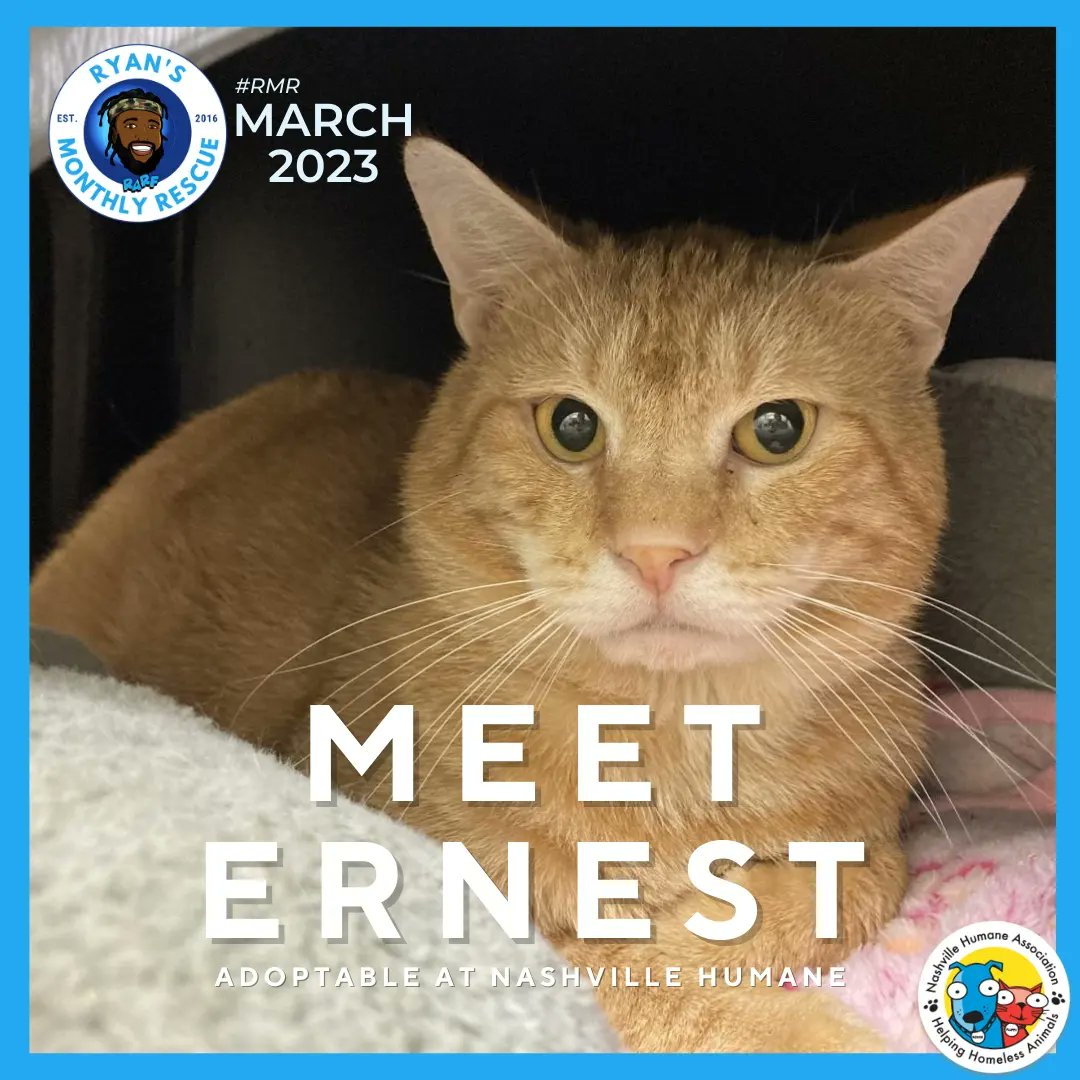 Ryan Animal Rescue Foundation (@rarf_official) on Twitter photo Meet #adoptable Ernest 😻
He has had a tough beginning, but with some patience & understanding he opens up to be a playful, loveable 😺😺
Ready to become Ernest's BFF?! Contact <a href="/nashvillehumane/">Nashville Humane</a> today!
#RMR <a href="/RealLoganRyan/">Logan Ryan</a> #ryansmonthlyrescue #TeamRARF Meet #adoptable Ernest 😻
He has had a tough beginning, but with some patience & understanding he opens up to be a playful, loveable 😺😺
Ready to become Ernest's BFF?! Contact <a href="/nashvillehumane/">Nashville Humane</a> today!
#RMR <a href="/RealLoganRyan/">Logan Ryan</a> #ryansmonthlyrescue #TeamRARF
