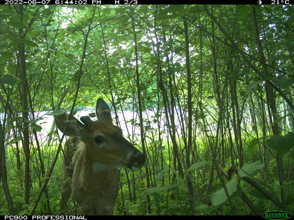 Eyes On The Wild Pictures (@eyesonwild_pics) on Twitter photo 