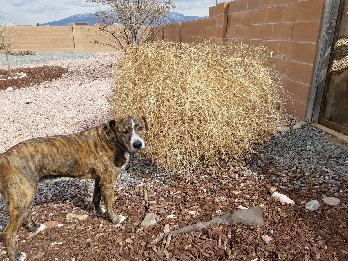 LoboFever's tweet photo. My 70lb dog with the tumbleweed from hell. Yikes. Wind is crazy!! @granttosterudwx @wx_zoe #RioRancho #windsofspring https://t.co/bRDITfuPqp