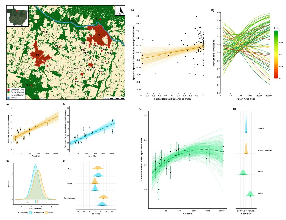 Many losers &amp; few winners in species responses to Amazonian forest fragmentation. We use multi-species occupancy modelling to quantify the effects of habitat #fragmentation on tropical forest dung beetles🪲at both the species &amp; community level sciencedirect.com/science/articl… <a href="/UEAResearch/">UEA Research</a>
