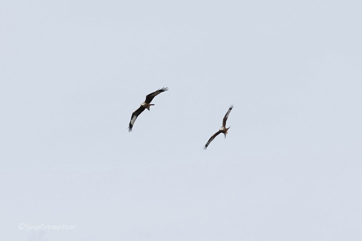 HessenSonja5767's tweet photo. Rotmilane........................ #Milan #Vögel #Greifvögel #Greifvogel #Tiere #Natur #Milvusmilvus #Milane #Rotmilan #Rotmilane #Gabelweihe #Ornithology #Ornitho #birding https://t.co/ZZ3LvBlPDx