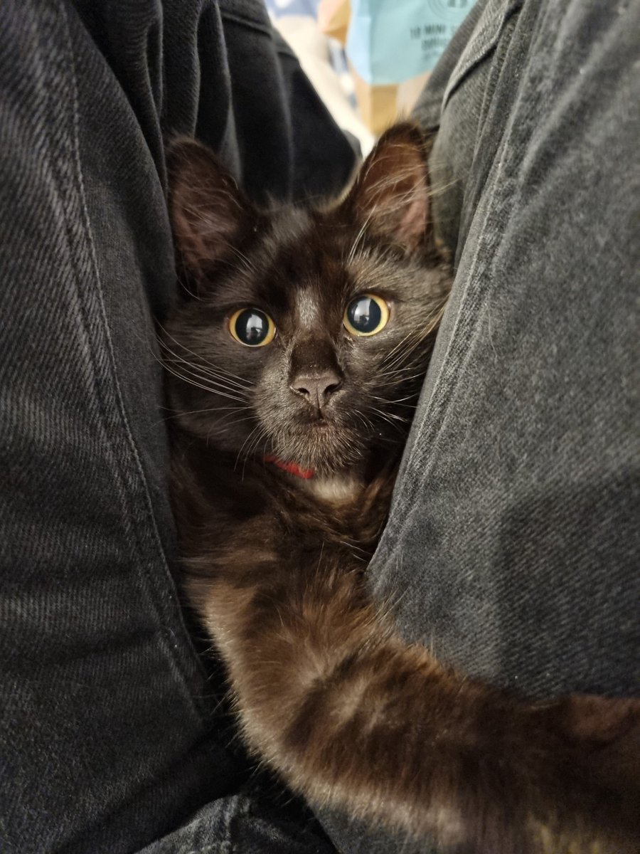 KateEDriver's tweet photo. pussy grabs back or smth https://t.co/T3mcQ2AMb7