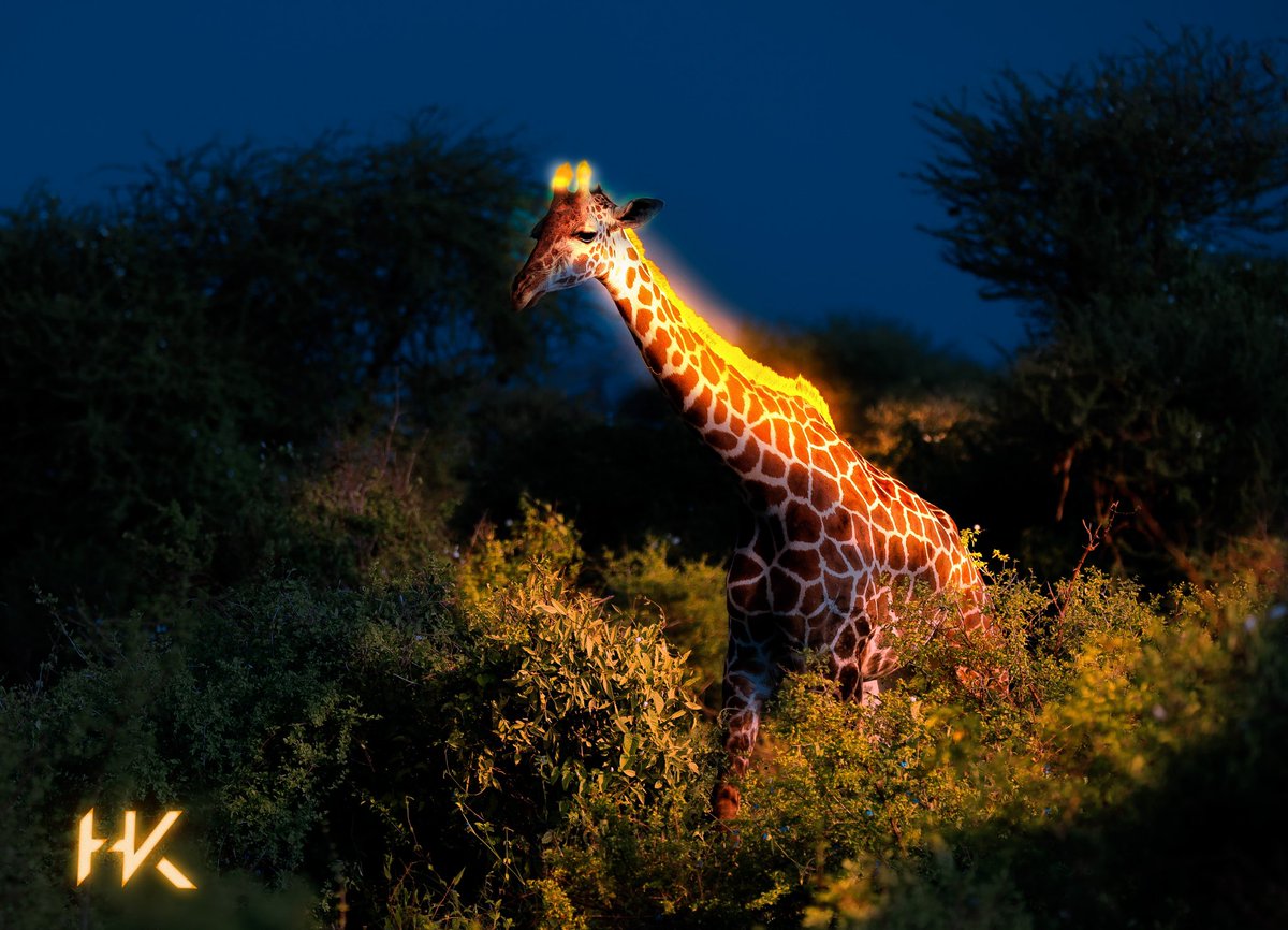 Daniel_Designns's tweet photo. 3rd work on Wildlife Project
3. Gloraffe ✨ 🦒
I thank spoon graphics for the inspiration.
#digitalart #graphicdesign #nature #animals #giraffe #glow #design #hkdesign https://t.co/4LZCqPryVD