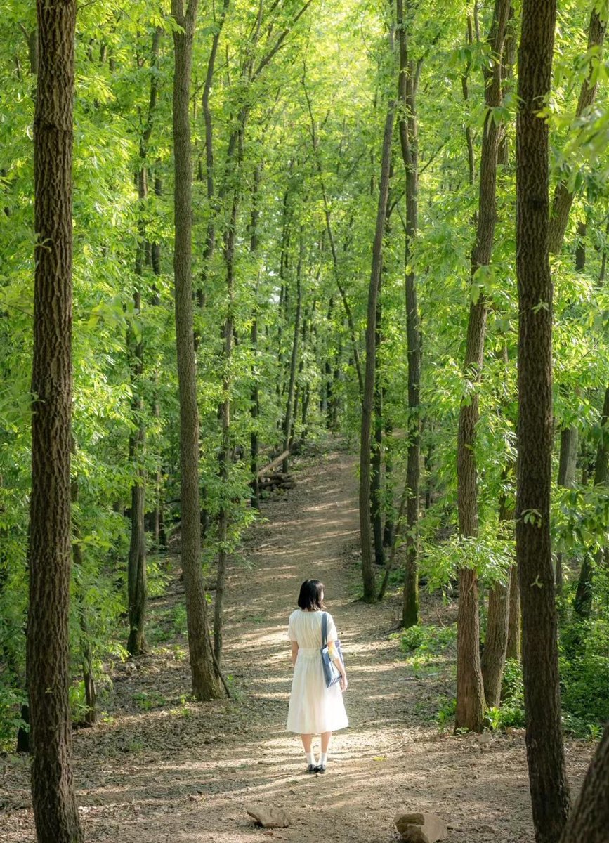 visit_wuhan's tweet image. Let’s stroll into the Wizard of Oz at Jiuzhen Mountain; the sun shines through the trees and the paths are dotted with light as if paved with a layer of brilliant diamonds. This is the land of treasures in Wuhan.
#springfeeling #hanscenery #welcometowuhan #attractivewuhan