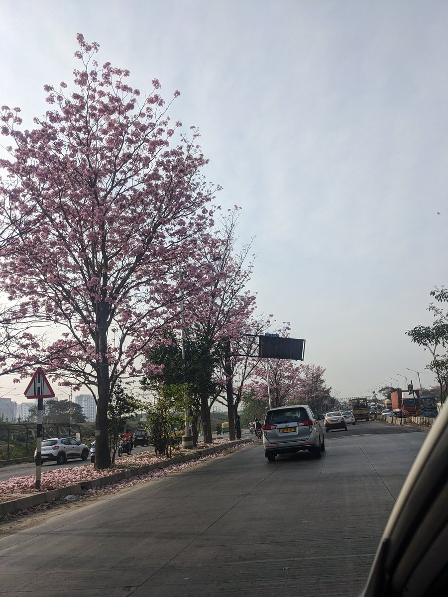 gowriyo's tweet photo. Me and every other Bangalorean overjoyed by Tabebuia Rosea and Calliandra blooms celebrating the joys of this chaotic city we call home. Photo doesn't even do justice to blooms along Outer Ring Road, where else are you spotting these stretches of trees? https://t.co/evu8v4Vu7X