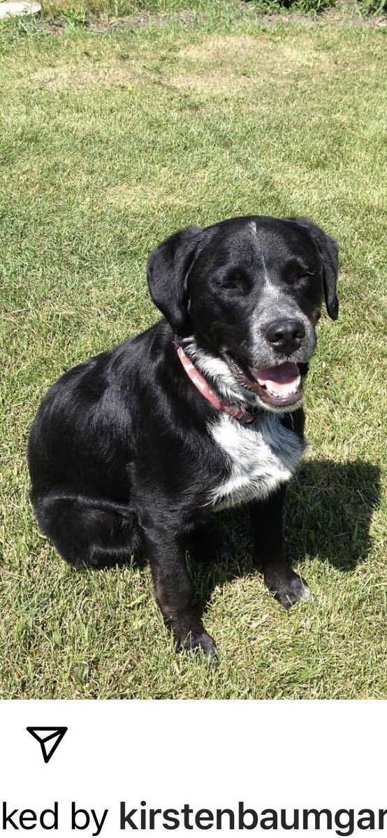 Our dog Hank has gone missing sometime between 3pm and 5pm (March 22/23) from our farm on Hwy 791, Red Deer County, if you have seen him please call 403-391-3479 he is a sweet boy and we would like him back! 💔💔